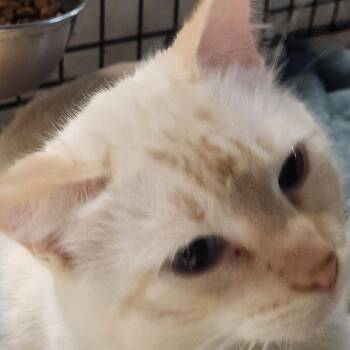 Siamese Cats Available for Adoption in Corsicana, Texas - Ghost C45838 | PetCurious