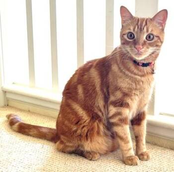 Kyo -  Domestic Short Hair Cat for Adoption in Honolulu, Hawaii - Kyo | PetCurious