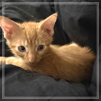 Gordita Crunch aka Gordie -  Domestic Short Hair Cat for Adoption in Monroe, Michigan - Gordita Crunch Aka Gordie | PetCurious