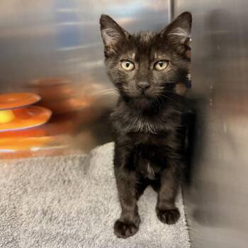 Chief Keef -  Domestic Short Hair Cat for Adoption in Palm Springs, California - Chief Keef | PetCurious