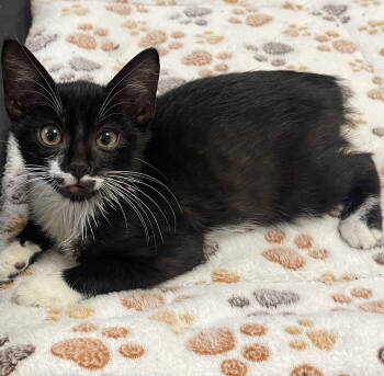 Rescue Domestic Short Hair Cats for Adoption in Oviedo, Florida - Robbie | PetCurious