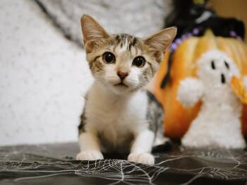Rescue American Shorthair and Domestic Short Hair Cats for Adoption - Ginny And Georgia  (Sisters) | PetCurious