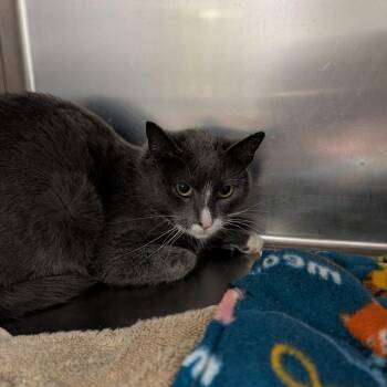 Domestic Short Hair Cats Available for Adoption - Cinder | PetCurious