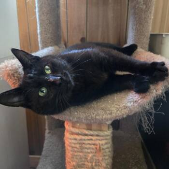 Domestic Short Hair Cats Available for Adoption in Burlington, Ontario - Scout | PetCurious