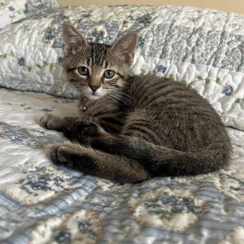 Buddy -  Domestic Short Hair Cat for Adoption in Canton, Illinois - Buddy | PetCurious