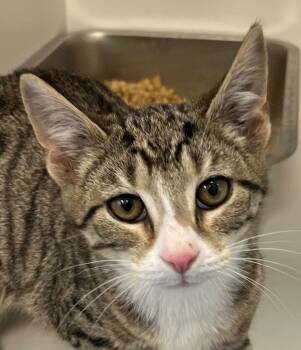 Domestic Short Hair Cats Available for Adoption - 26-60 Genghis Kat | PetCurious