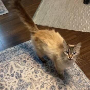 Rescue Siamese Cats for Adoption in Missouri City, Texas - Katrina | PetCurious