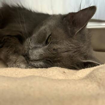 Indy -  Domestic Medium Hair Cat for Adoption in Gloucester, Virginia - Indy | PetCurious