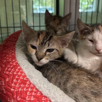 Stripe -  Domestic Short Hair Cat for Adoption in Charleston, South Carolina - Stripe | PetCurious