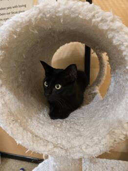 Domestic Short Hair Cats Available for Adoption in Rowlett, Texas - Merlin | PetCurious