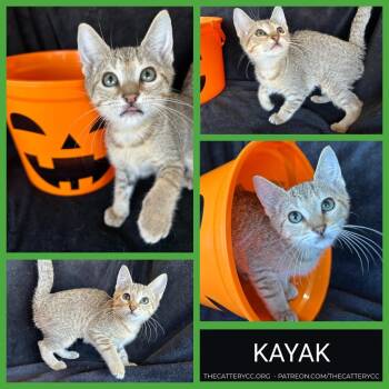 Kayak -  Domestic Short Hair Cat for Adoption in Corpus Christi, Texas - Kayak | PetCurious