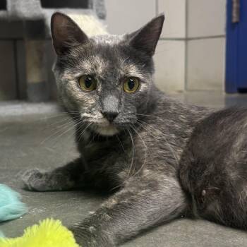 Rescue Dilute Tortoiseshell Cats for Adoption in Waynesburg, Pennsylvania - Summer | PetCurious