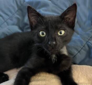 JET* -  Domestic Short Hair Cat for Adoption in Santa Cruz, California - JET* | PetCurious