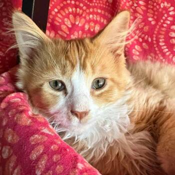 Yarrow -  Domestic Long Hair Cat for Adoption in East Lansing, Michigan - Yarrow | PetCurious