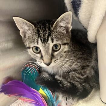 Nebula -  Domestic Short Hair Cat for Adoption in Fort Wayne, Indiana - Nebula | PetCurious
