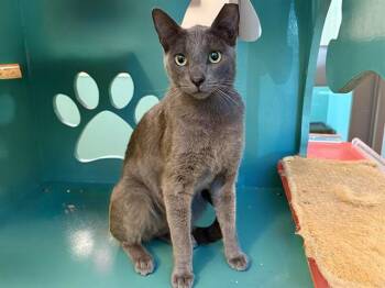 Domestic Short Hair Cats Available for Adoption in Martinez, California - GRAY | PetCurious