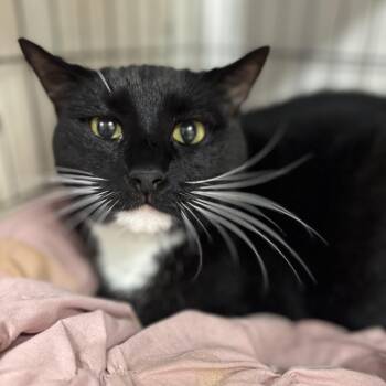 Bubba -  Domestic Short Hair Cat for Adoption in Youngstown, Ohio - Bubba | PetCurious
