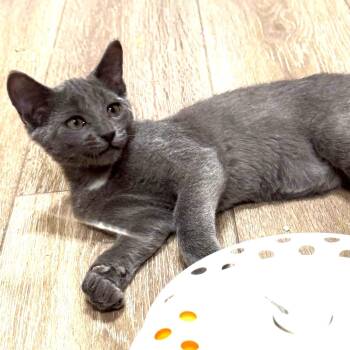 Oscar -  Russian Blue and Domestic Short Hair Cat for Adoption in Tehachapi, California - Oscar | PetCurious