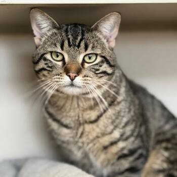 Domestic Short Hair Cats Available for Adoption - Spaz | PetCurious