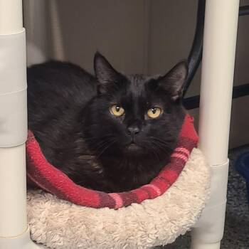 Rescue Domestic Short Hair Cats for Adoption in Penns Grove, New Jersey - Poncho | PetCurious