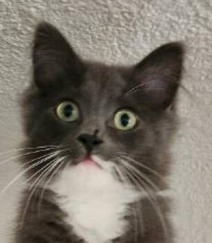 Greyson (Special Needs) -  Domestic Medium Hair Cat for Adoption in Minneapolis, Minnesota - Greyson (Special Needs) | PetCurious