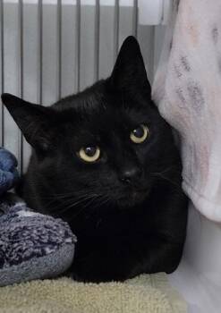 Domestic Short Hair Cats Available for Adoption in Elmira, New York - Midnight | PetCurious