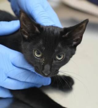 Bethany -  Domestic Short Hair Cat for Adoption in Westland, Michigan - Bethany | PetCurious