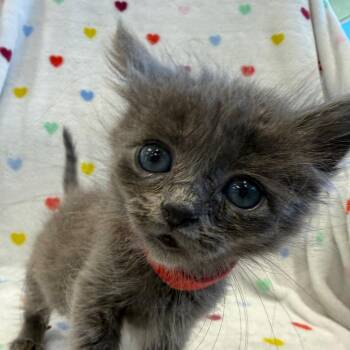 Sparrow -  Domestic Medium Hair Cat for Adoption in Abilene, Texas - Sparrow | PetCurious