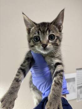 Fork -  Domestic Short Hair Cat for Adoption in Sherwood, Oregon - Fork | PetCurious