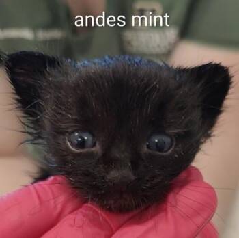 Andes Mint -  Domestic Short Hair Cat for Adoption in Lafayette, Indiana - Andes Mint | PetCurious