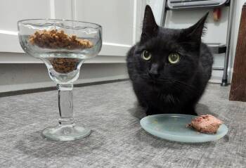 Rescue Domestic Short Hair Cats for Adoption in West Mifflin, Pennsylvania - Dagger Aka Wildcard | PetCurious