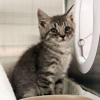 Leon -  Domestic Short Hair Cat for Adoption in Kennebunk, Maine - Leon | PetCurious