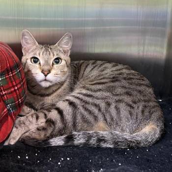 WILLOW -  Domestic Short Hair Cat Available for Adoption in Barnstable, Massachusetts - WILLOW | PetCurious