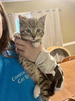 Rome -  Domestic Short Hair Cat Available for Adoption in Virginia Beach, Virginia - Rome | PetCurious