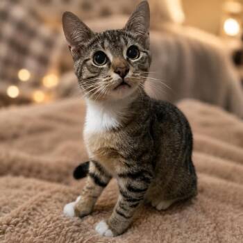 Ziggy -  American Shorthair Cat for Adoption in Inman, South Carolina - Ziggy | PetCurious