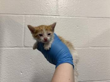 Domestic Short Hair Cats Available for Adoption in Thousand Palms, California - NETTLE | PetCurious