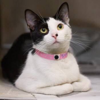 JERSEY -  Domestic Short Hair Cat for Adoption in Memphis, Tennessee - JERSEY | PetCurious