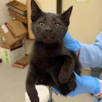 Fifi 26-10-113 -  Domestic Short Hair Cat for Adoption in Bastrop, Texas - Fifi 26-10-113 | PetCurious