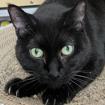 Domestic Short Hair Cats Available for Adoption - Princess - AC Kitty! | PetCurious