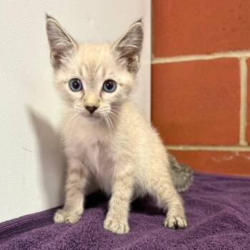 King Julien -  Domestic Short Hair and Siamese Cat for Adoption in Cabot, Arkansas - King Julien | PetCurious