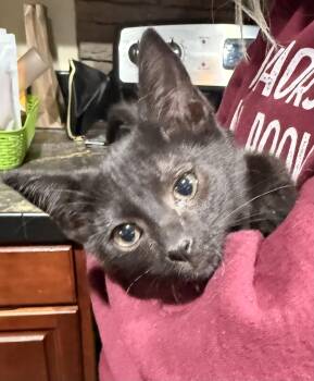 Domestic Short Hair Cats Available for Adoption in Randolph, Alabama - Jinxy | PetCurious