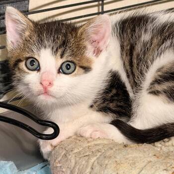 Milano -  Domestic Short Hair Cat Available for Adoption - Milano | PetCurious