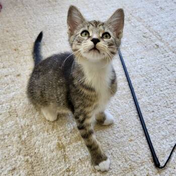 Doodad -  Domestic Short Hair Cat for Adoption in Richmond, Virginia - Doodad | PetCurious