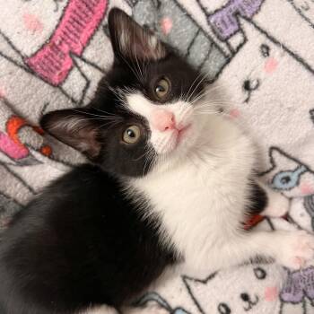 Santana -  Domestic Short Hair Cat for Adoption in West Olive, Michigan - Santana | PetCurious