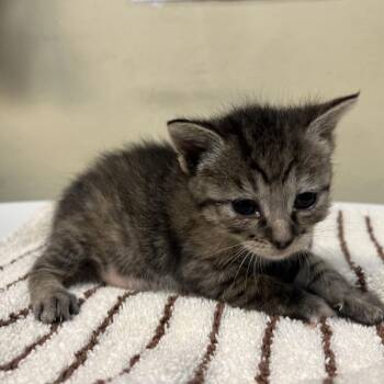 Tina -  Domestic Short Hair Cat for Adoption in Pasadena, California - Tina | PetCurious