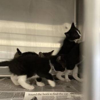 Indigo -  Domestic Short Hair Cat for Adoption in Long Beach, California - Indigo | PetCurious