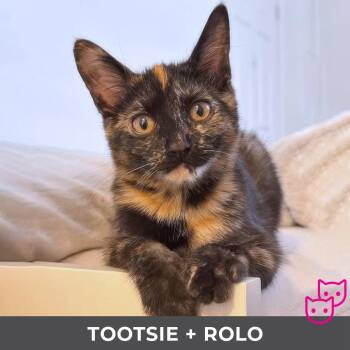 Rescue Domestic Short Hair Cats for Adoption in Toronto, Ontario - Tootsie (bonded With Rolo) | PetCurious