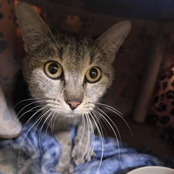 Fish -  Domestic Short Hair Cat Available for Adoption in Bedford, New Hampshire - Fish | PetCurious