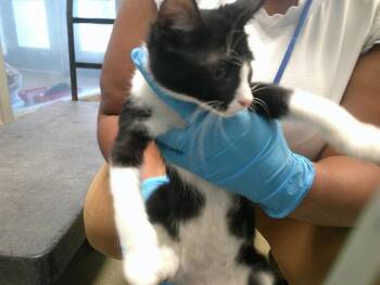 A478010 -  Domestic Short Hair Cat for Adoption in Oklahoma City, Oklahoma - A478010 | PetCurious