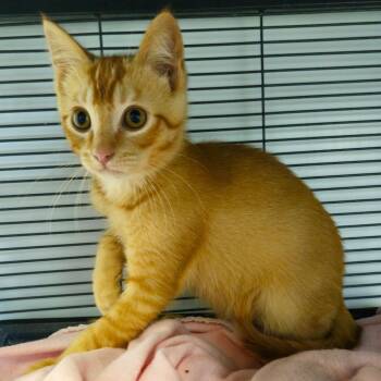 Charlie -  Domestic Short Hair Cat for Adoption in Barron, Wisconsin - Charlie | PetCurious